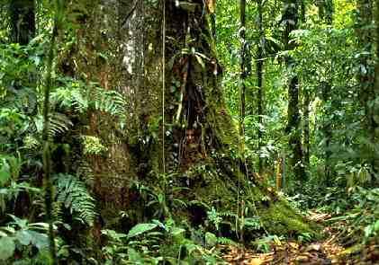 The Amazon rainforest