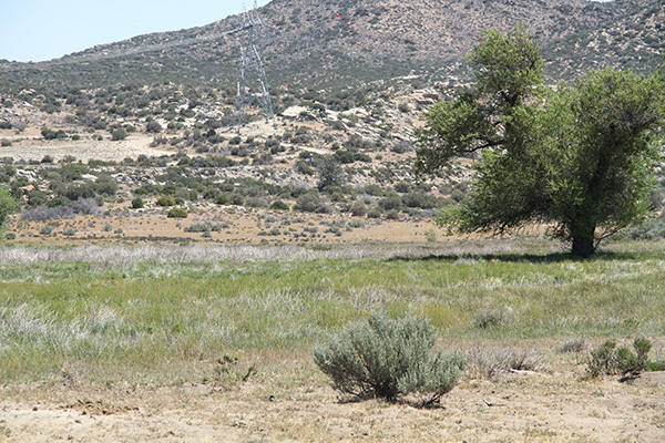 Wetland on the site of LanEast Solar