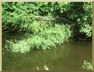 Examples of vegetative debris (e.g., deadwood)