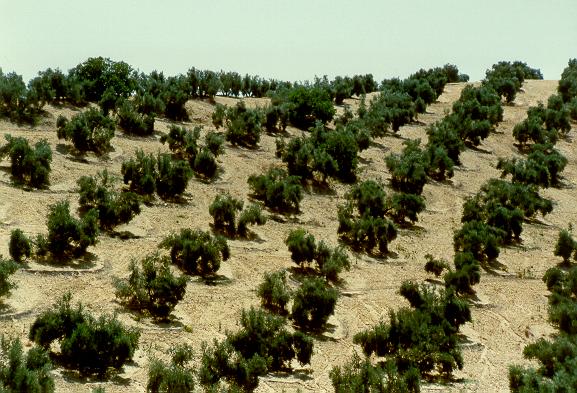 Olive grove showing saucer basins to collect precipitation and fight drought.