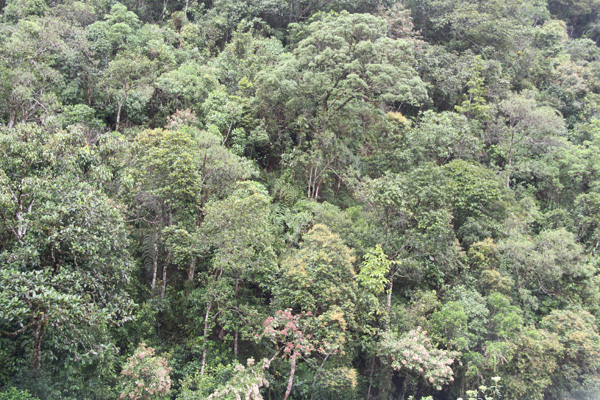 Vegetative communities in the vicinity of Zamora, Zamora-Chinchipe province.