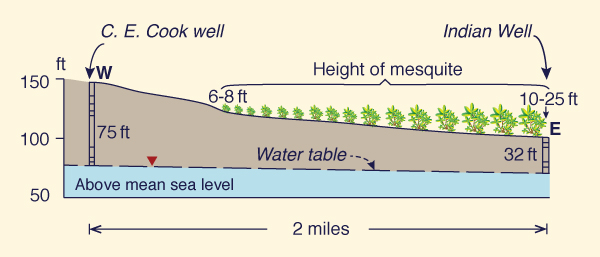Relation between height of mesquite and depth to water table