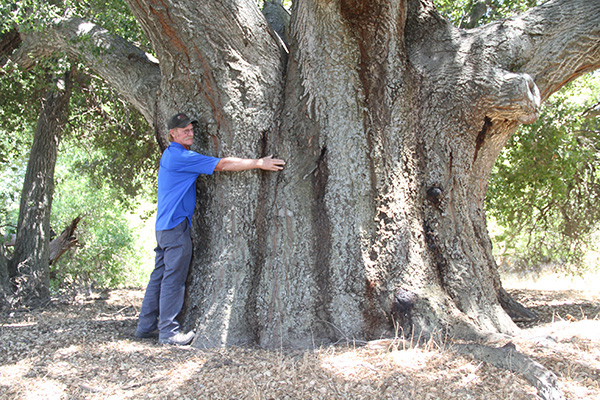 A very large specimen of coast live oak in the McCain ranch