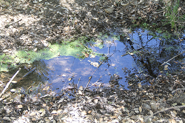 Large spring, McCain valley, San Diego County, California