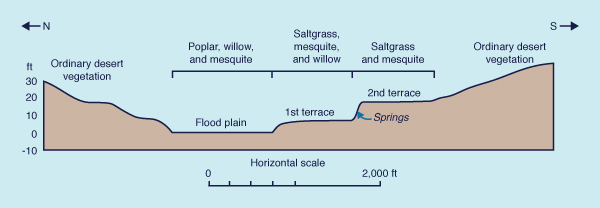 Vegetational gradient along a cross section of the 
Mojave river valley