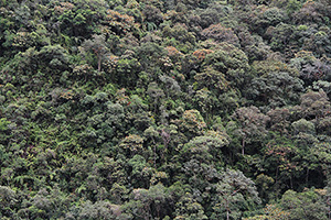 A humid tropical montane forest, Zamora-Chinchipe, Ecuador.