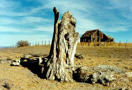 A dead alamo (Populus fremontii),