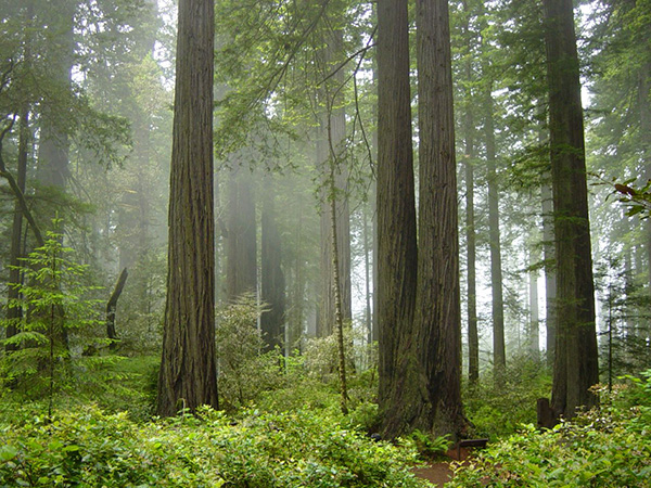 The California redwoods, showing the all-important fog