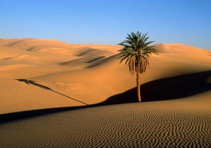 An oasis in the Sahara desert