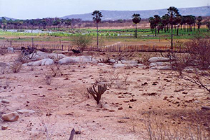 An arid desert, Rio Grande do Norte, Brazil.