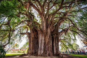 The widest tree in the world is at Santa Maria del Tule, Oaxaca, Mexico