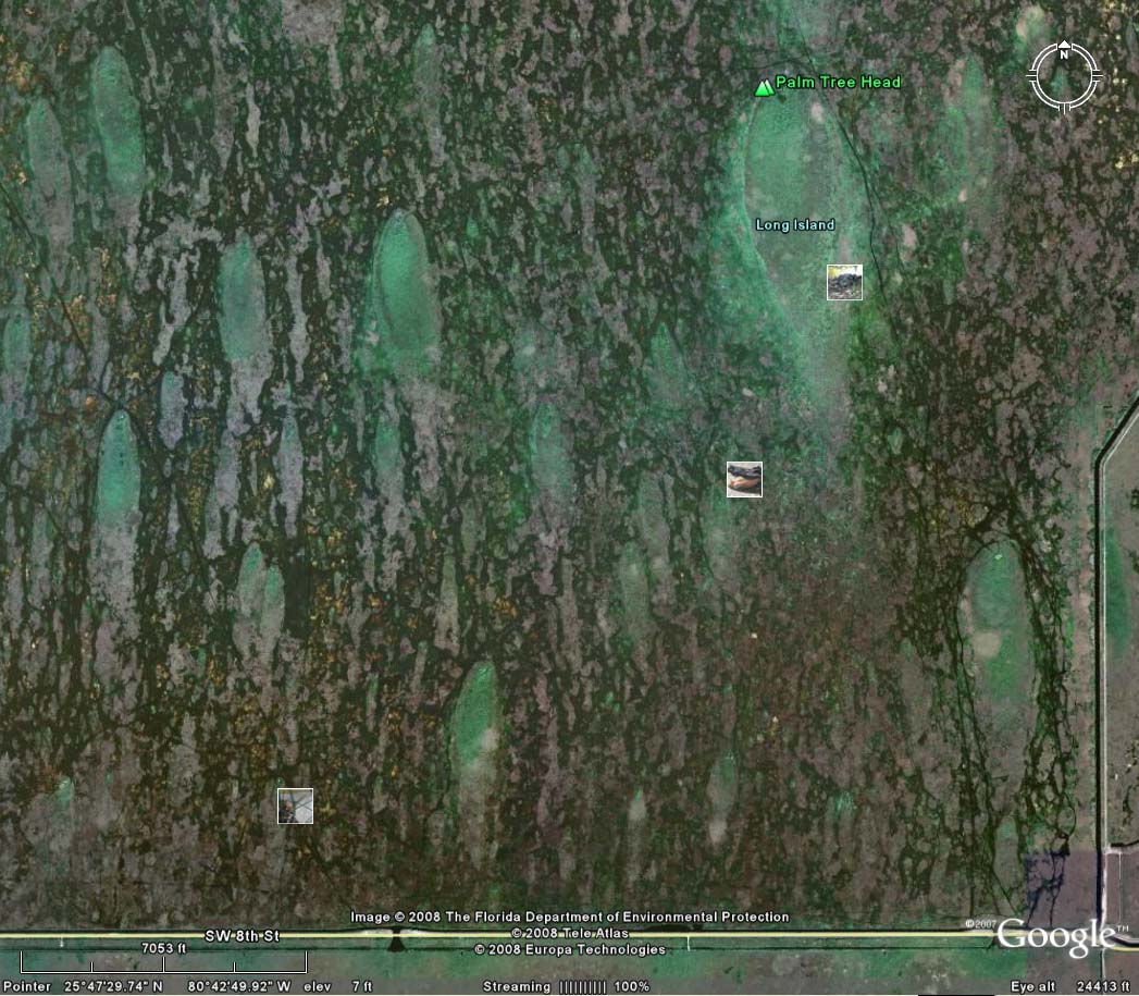 Close view of hummocks, Everglades, South Florida.