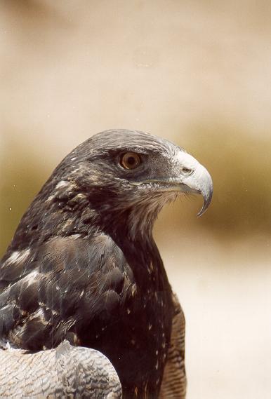 Eagle on the Colca valley, Arequipa, Peru. 