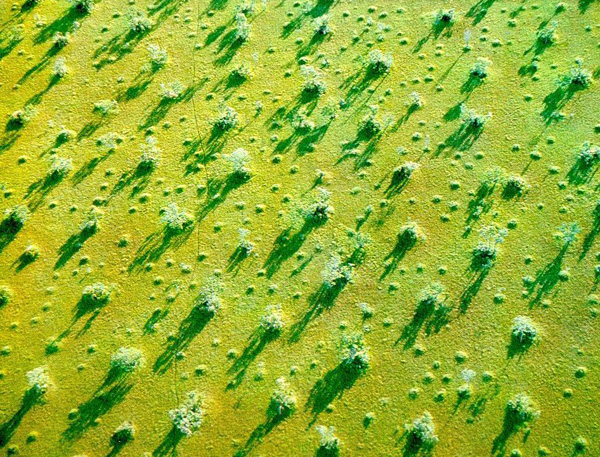 Regularly spaced earthmounds in the floodplain of the Araguaia river