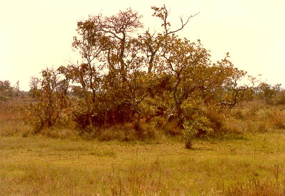 Small earthmound in the flood plain of the Araguaia river, Mato Grosso, Brazil.