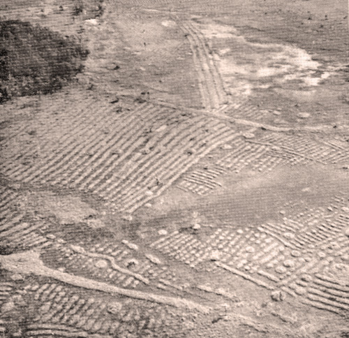 Aerial view of the raised fields in the Llanos de Mojos.