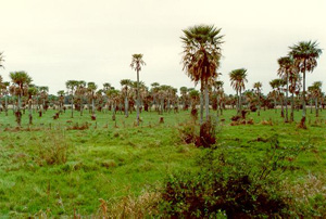 A field of palm trees (<i>Copernicia alba</i>) in the Lower Chaco, Paraguay