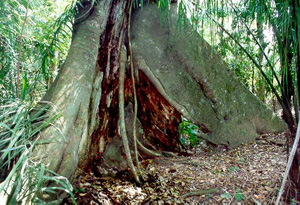 A specimen of <i>Ceiba pentandra</i> in the Bolivian rainforest