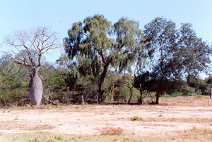 A specimen of Ceiba speciosa ravena in the Upper Chaco, Paraguay  
