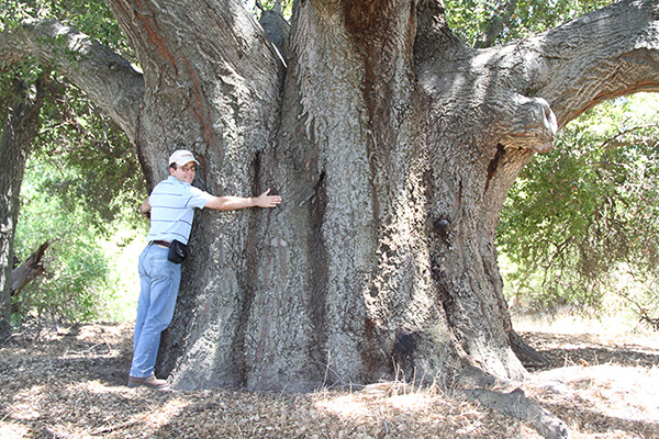 A very large specimen of coast live oak, Boulevard, California