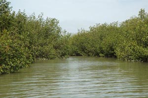 Mangroves in Puerto Pizarro, Tumbes, Peru
