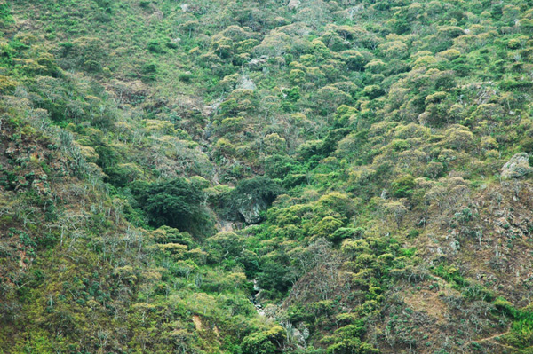 Tropical montane biome, headwaters of the Moyan river, Lambayeque, Peru