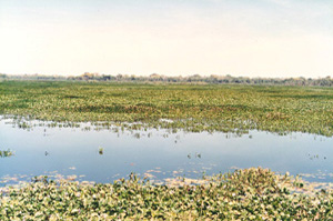 Pantanal of Mato Grosso, Brazil.