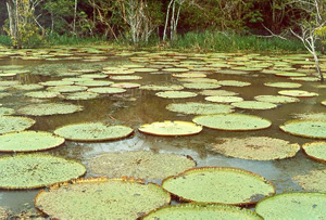 Giant water lilies in the Amazon rainforest, near Manaus, Brazil