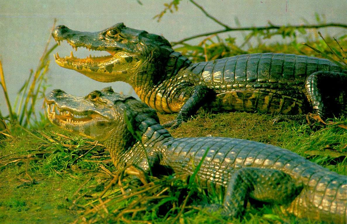 Caiman is the largest wetland in the world