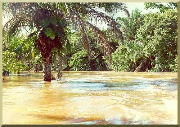 Flood stage on the Chane river, eastern Bolivia (January 1989).