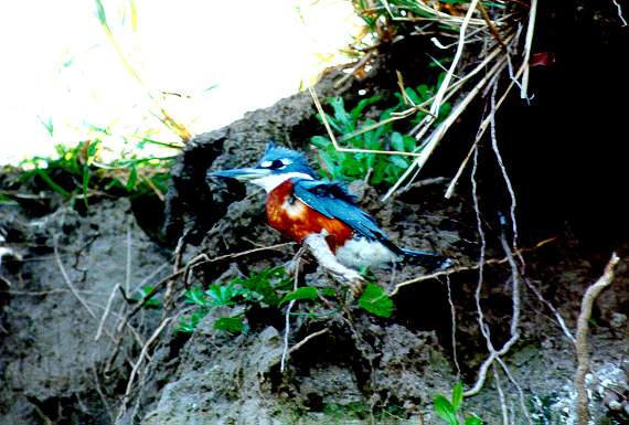 On the banks of the Rio Apa, Mato Grosso do Sul, Brazil.