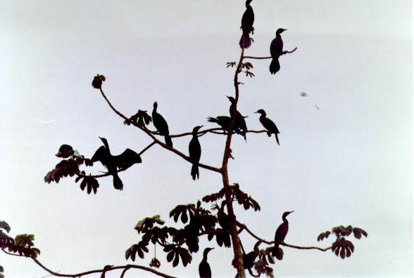 Late afternoon in the Pantanal of Mato Grosso, Brazil.