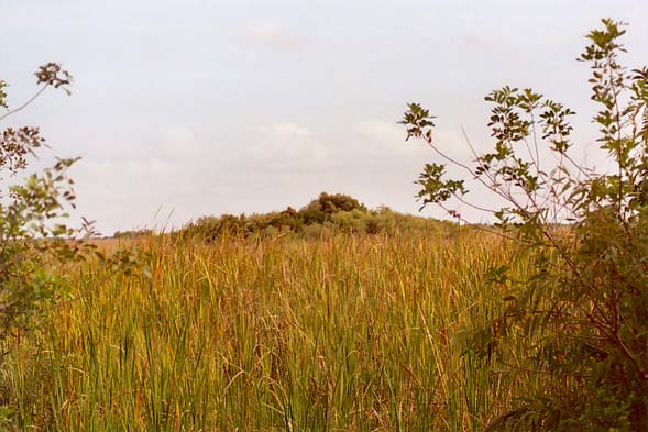 Un camelln cerca de Tamiami Trail, Parque Everglades, Florida.