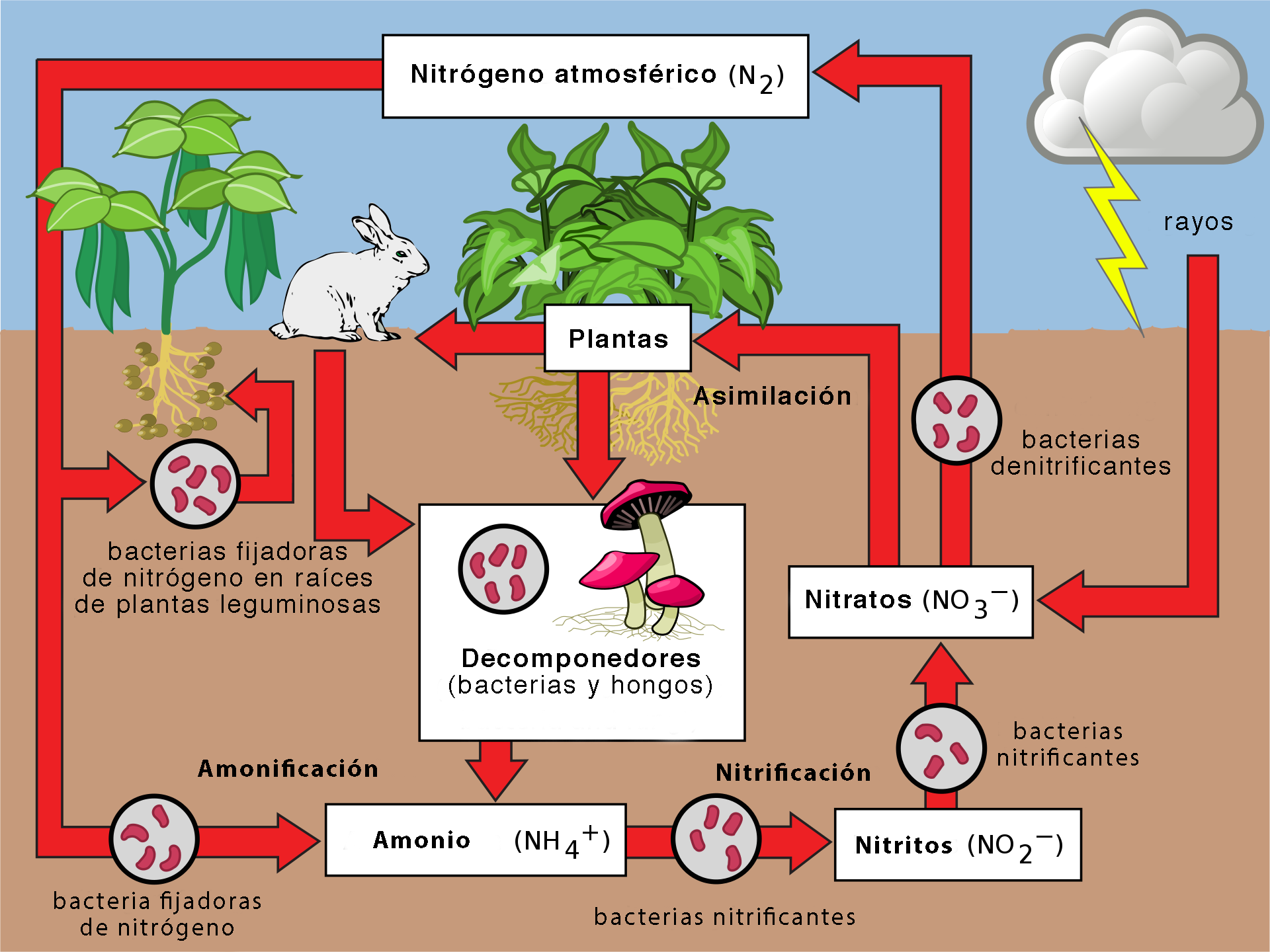 ciclo de ntrogeno