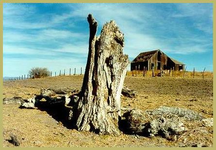 Un lamo muerto (Populus fremontii)