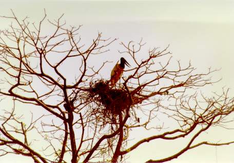 Nest of tuiuiu stork