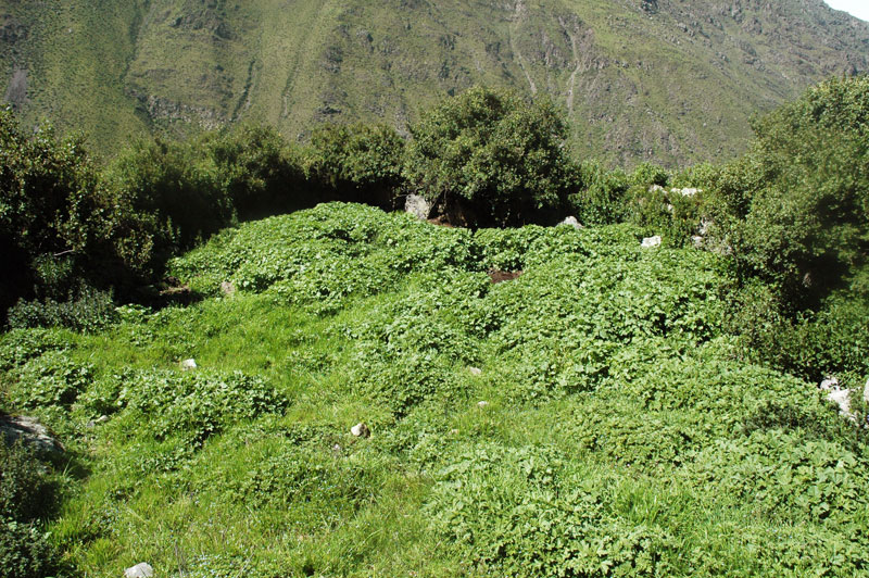 Irrigation reservoir in Japani