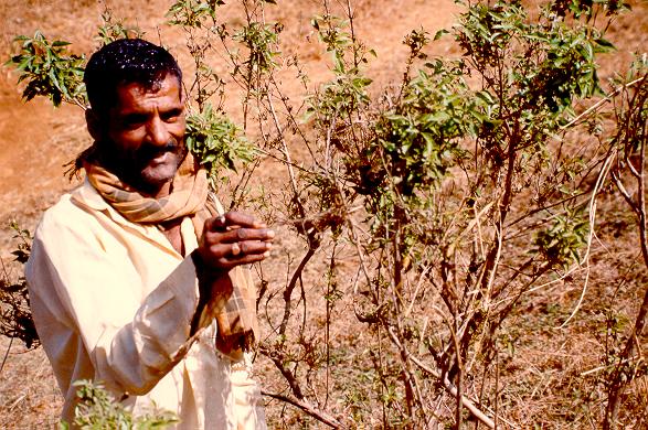 Local man showing level reached by flood near Kanakumbe, Karnataka, India (January 1992). 