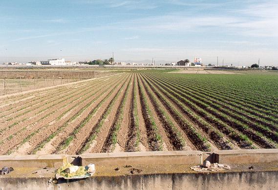 Cultivation of the chufa, <i>Cyperus esculentus sativus</I>, Valencia, Spain.