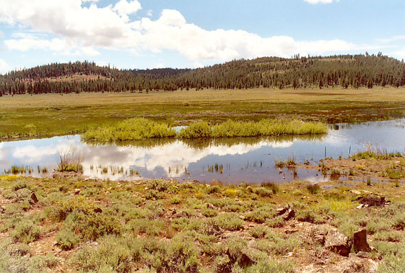 Restored Last Chance Creek, in Plumas County, California