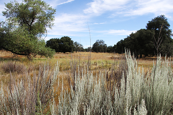 Tierra del Sol Creek, Boulevard, San Diego County, California (2015). 