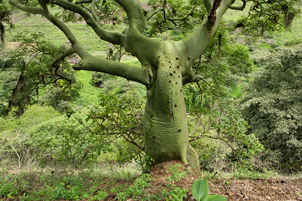 Specimen of <i>Ceiba trischistandra</i>, Ayabaca, Piura, Peru (2019).