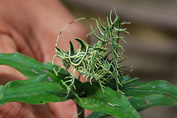 A lichen katydid (<i>markia hystrix</i>)  near Tingo Maria, Huanuco, Peru (2013).