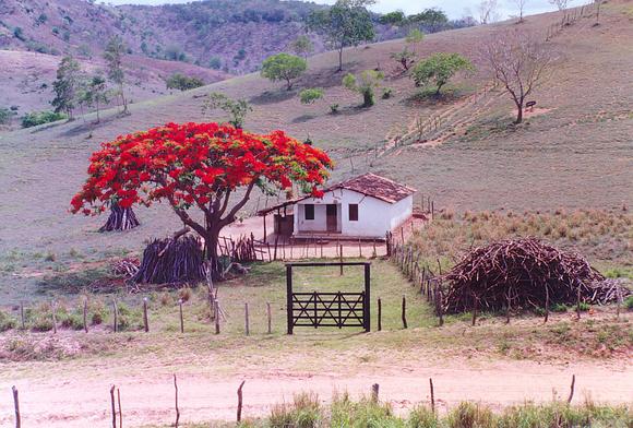 Backlands of Bahia, Northeastern Brazil (1992)