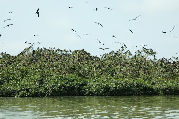 Island of the Birds, Puerto Pizarro, Tumbes, Peru (2007)