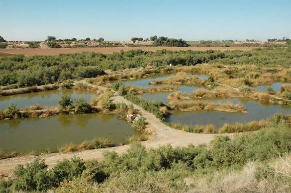 Brawley constructed wetland, Imperial valley, California (2008)