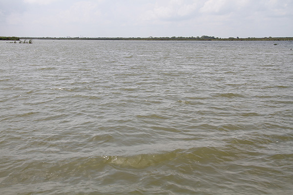 Chairel Central Lagoon, Tampico, Mexico (2015)