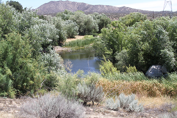Spring-fed pond, McCain Ranch, Boulevard, CA (2013)