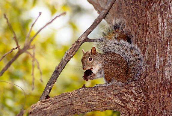Una ardilla posando en uno de los sabinos centenarios
del Parque Natural R�o La Silla.
