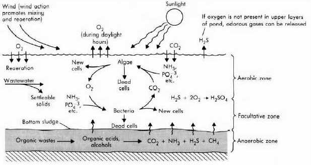  Operation of the facultative pond (Tchobanoglous and Schroeder 1987).